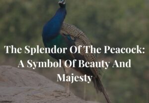 peacock information in marathi